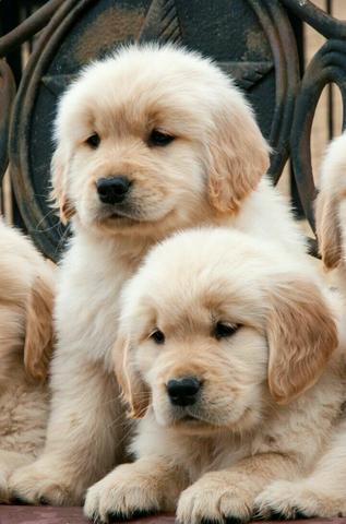 Golden Retriever - Familia com Pedigree com Varios Titulos