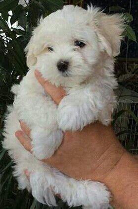 Lindas fêmeas de maltês