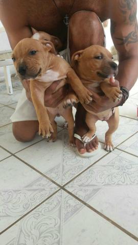 (Pitbull top Terrier)