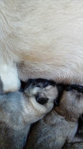 Pug fêmea para quem procura garantia e