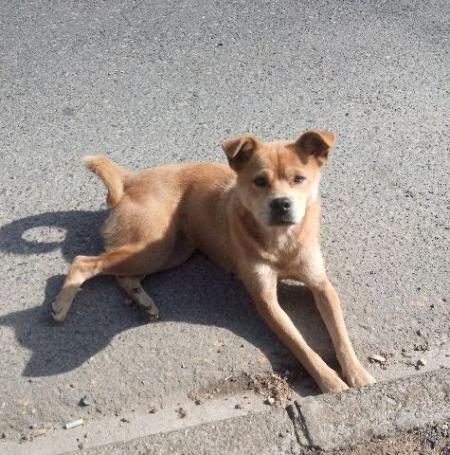 Quem pode adotar Pandora???