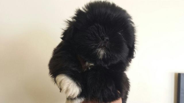 Shi Tzu Casal 2 Meses. Xixi Jornal. + acessórios cachorro