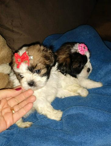 Shih Tzu Fêmeas mini lindas