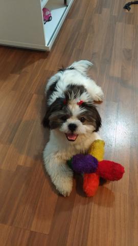 Shihtzu fêmea 8meses