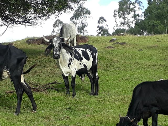 Vendo boi zebu