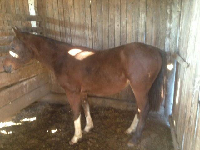 Vendo potro bem ageitado