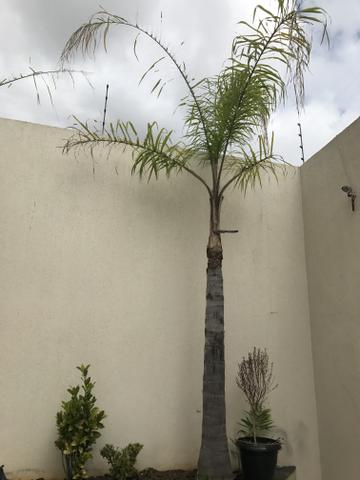 2 palmeiras licuri