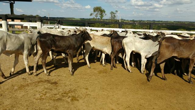 50 bezerras nelores e aneloradas