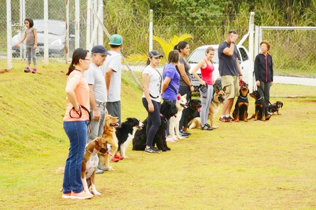 Adestramento de Cães