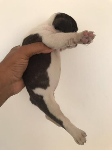 Bulldog Francês Fêmea