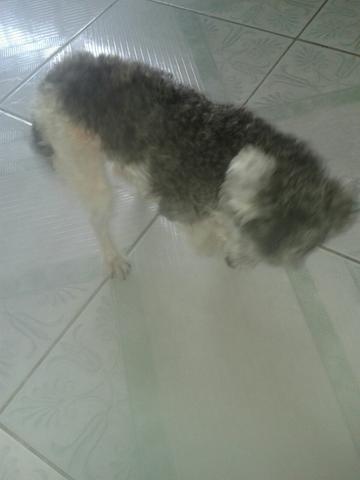 Cachorra poodle toy ADOÇÃO