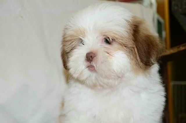 Femea de shih-tzu