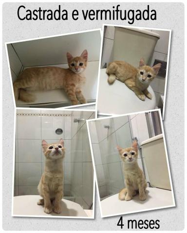 Fêmea para adoção