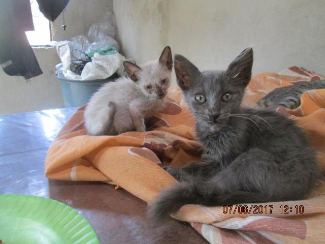 Gatinhas para adoçao