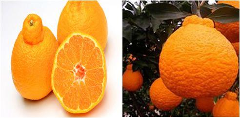 Mudas de tangerina dekopon