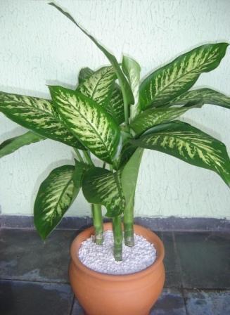 Planta comigo ninguém pode