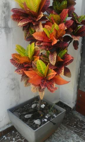 Planta natural