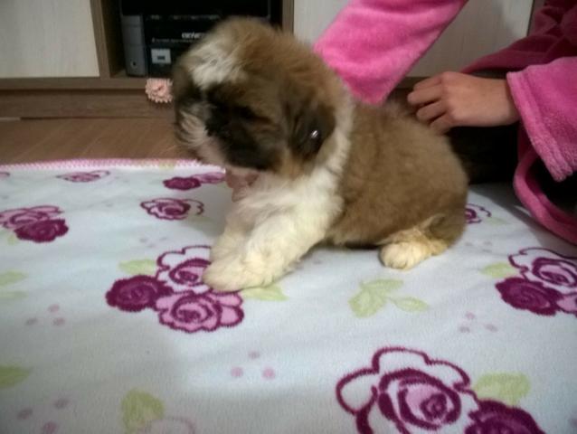 Shih Tzu duas femeas tricolores - barbada hoje