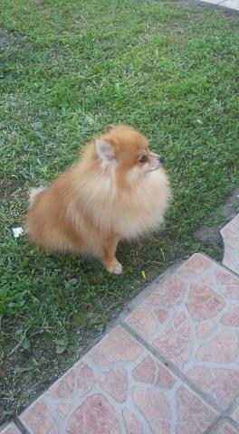 Spitz Alemão Macho Laranja