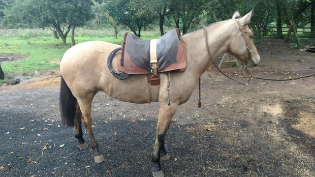 Vendo linda égua crioula com quarto de milha