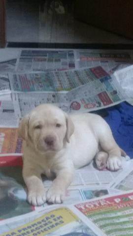 Vendo um labrador