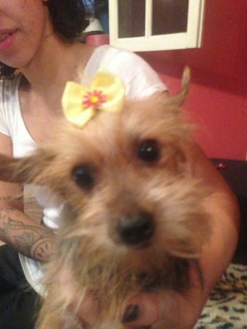 Yorkshaire fêmea linda no cio