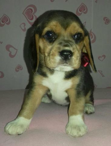 Última fêmea disponível