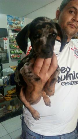 Basset Arlequim olho azul 3 vacinas