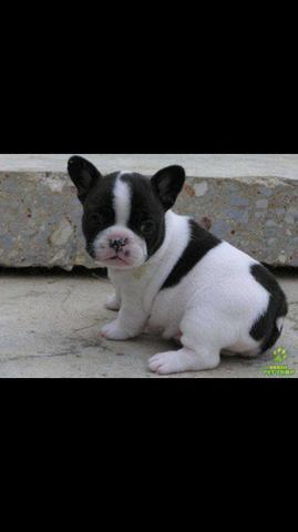 Buldogue francês com pedigree parcelo em 10x