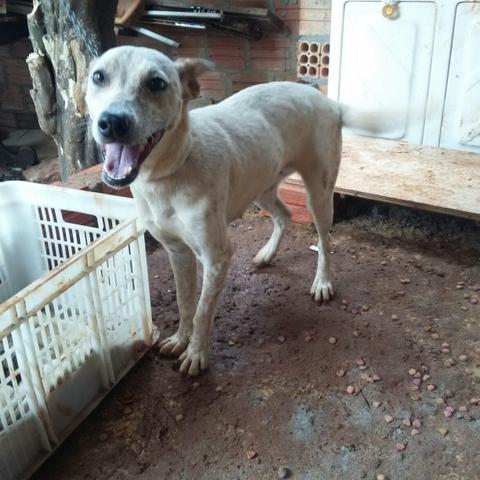 Cachorra Bonita, Simpática e Brincalhona