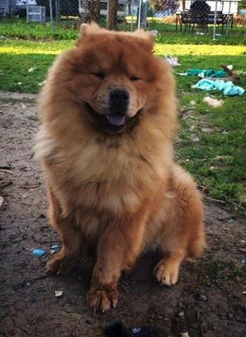 Chow Chow Com Pedigree