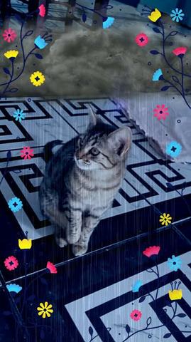 Doa -se gatinha Angora 3 meses sabe usar areia