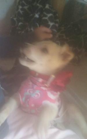 Doando uma cachorrinha fêmea porte pequeno tem 2meses