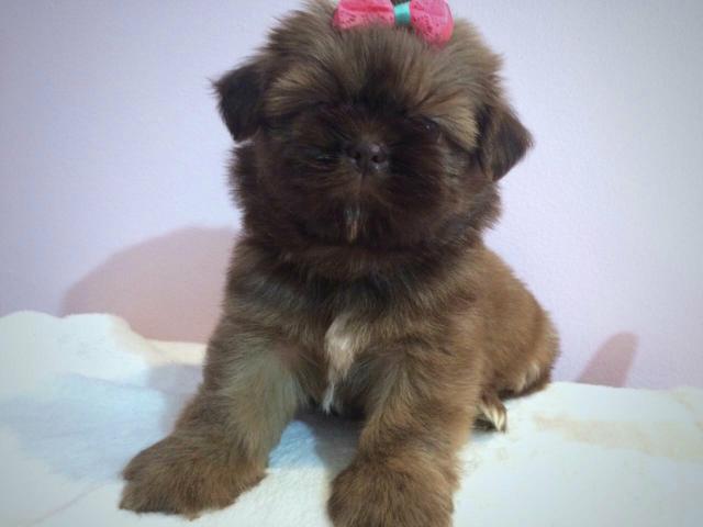 Fêmea chocolates com os olhinhos verdes