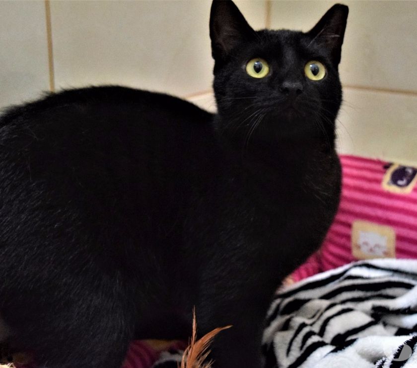 Gato Brownie castrado