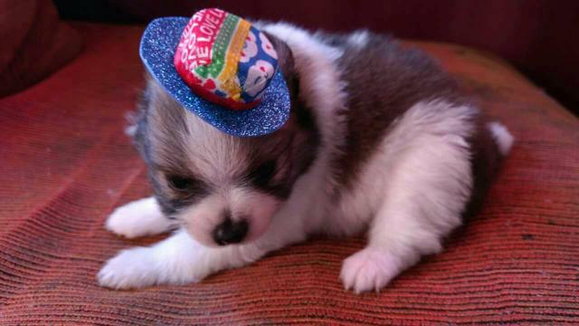 Linda fêmea de Spitz alemão anaozinha