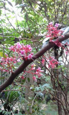 Muda Carambola Gigante Doce Enxertada Produzindo