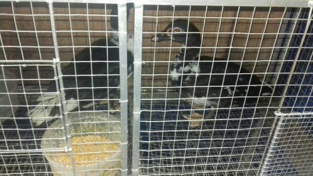 Patos super dócil bom para crianças