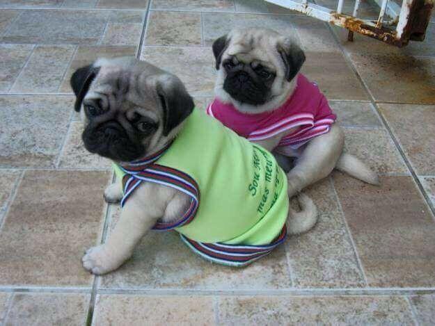 Pug fêmea abricot parcelo em 10x no cartão