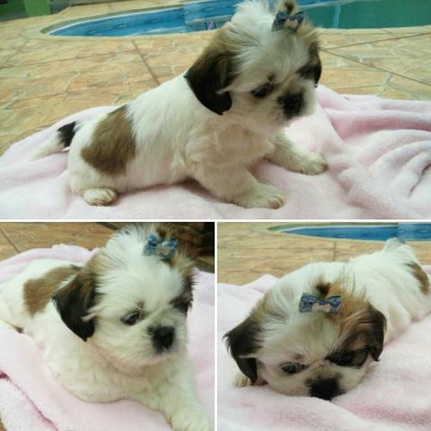 Shih Tzu