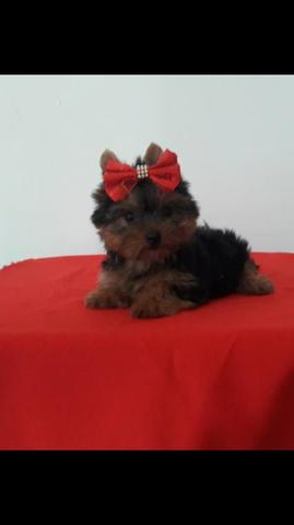 Yorkshire micro machinho promoção