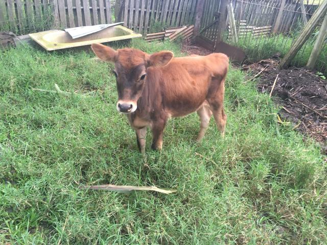 Barbada. Terneira. Jersey. 4 meses