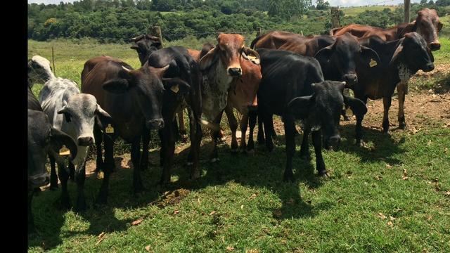 Bezerros vacas bezerras