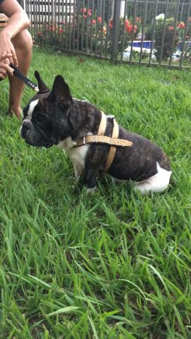 Bulldog Frances para crusa