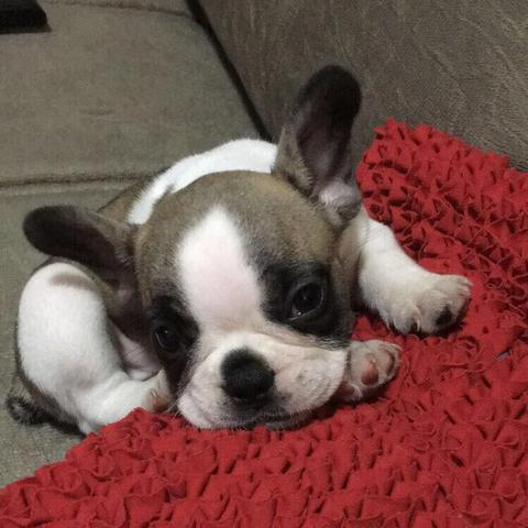 Bulldog francês fêmea