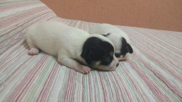 Casal de Chihuahuas pelo curto