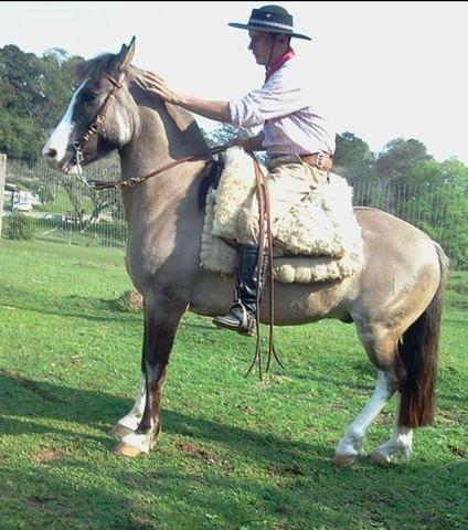 Cavalo Crioulo Costanera Gato Pardo
