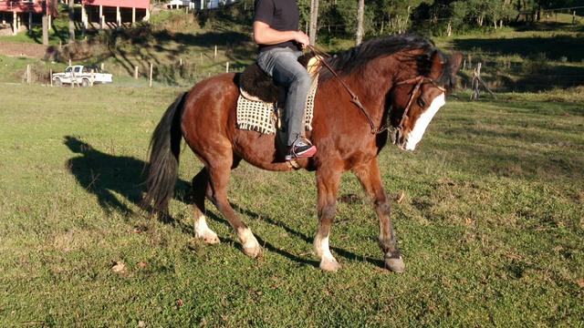 Cavalo crioulo com mangalarga