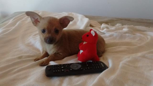 Chihuahua Femea de Bolso e Macho Miniatura