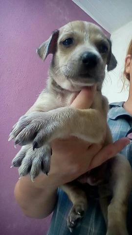 Doa-se 1 uma linda cachorrinha
